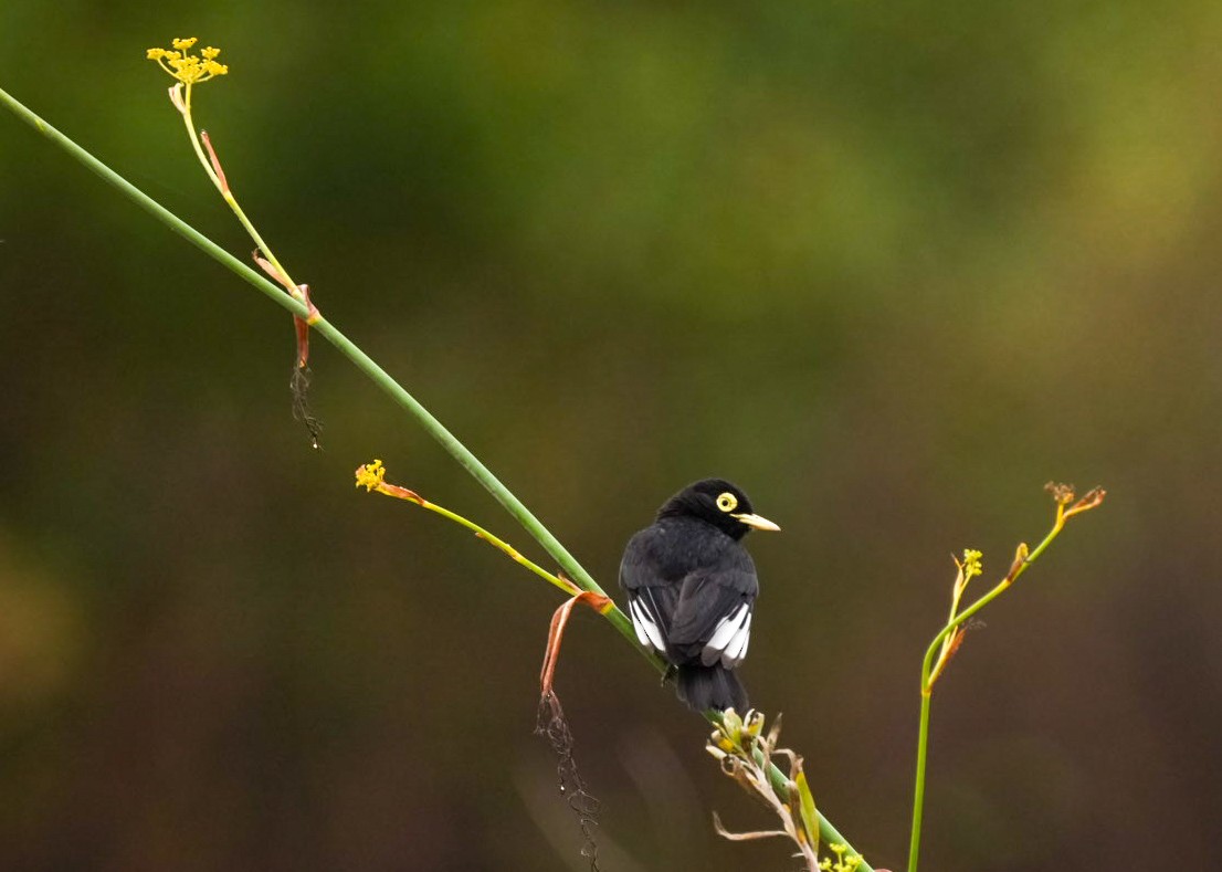 Spectacled Tyrant - ML630466679