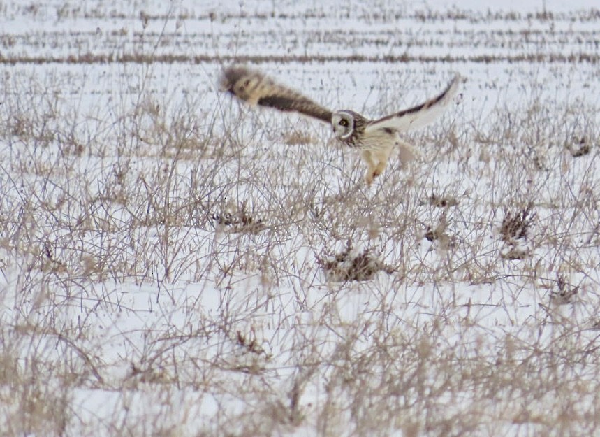 Хулгар гуйванга - ML630466686