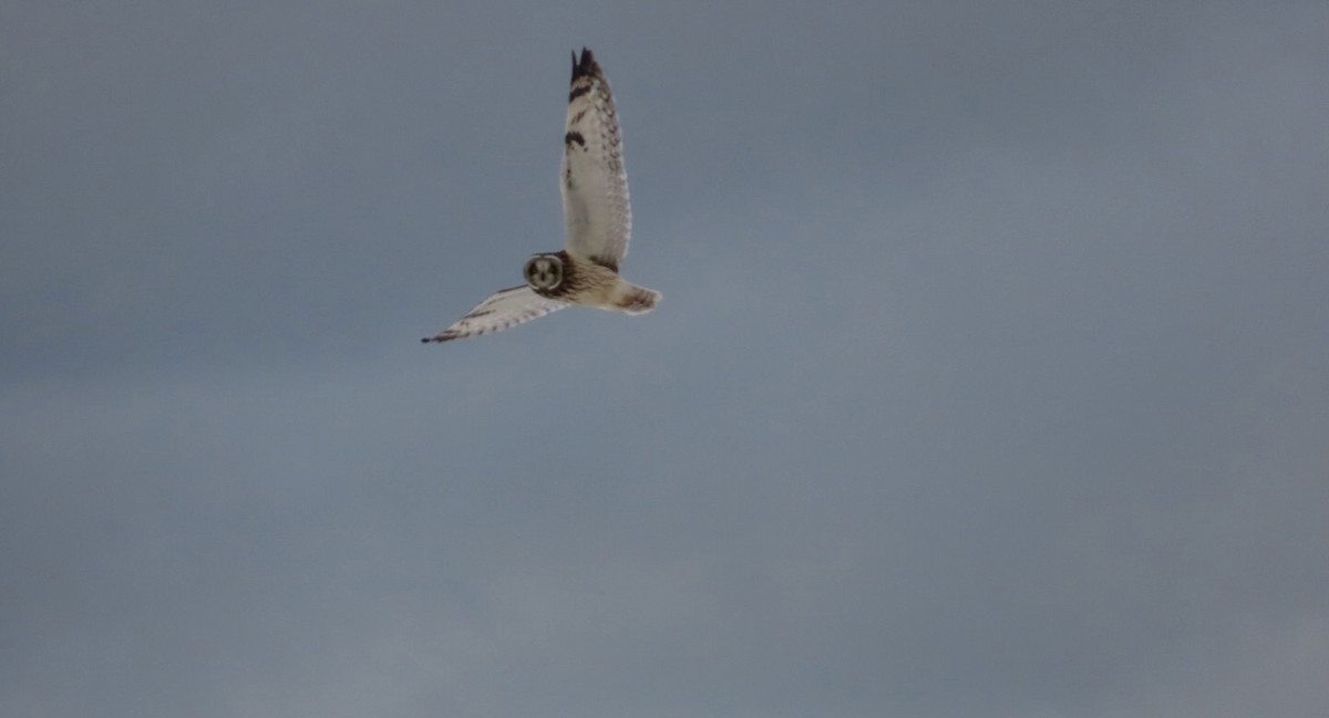 Хулгар гуйванга - ML630466687