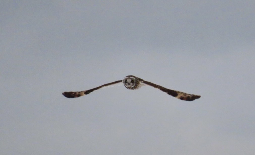 Хулгар гуйванга - ML630466688