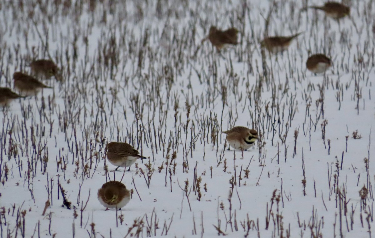 Эвэрт болжмор - ML630466706