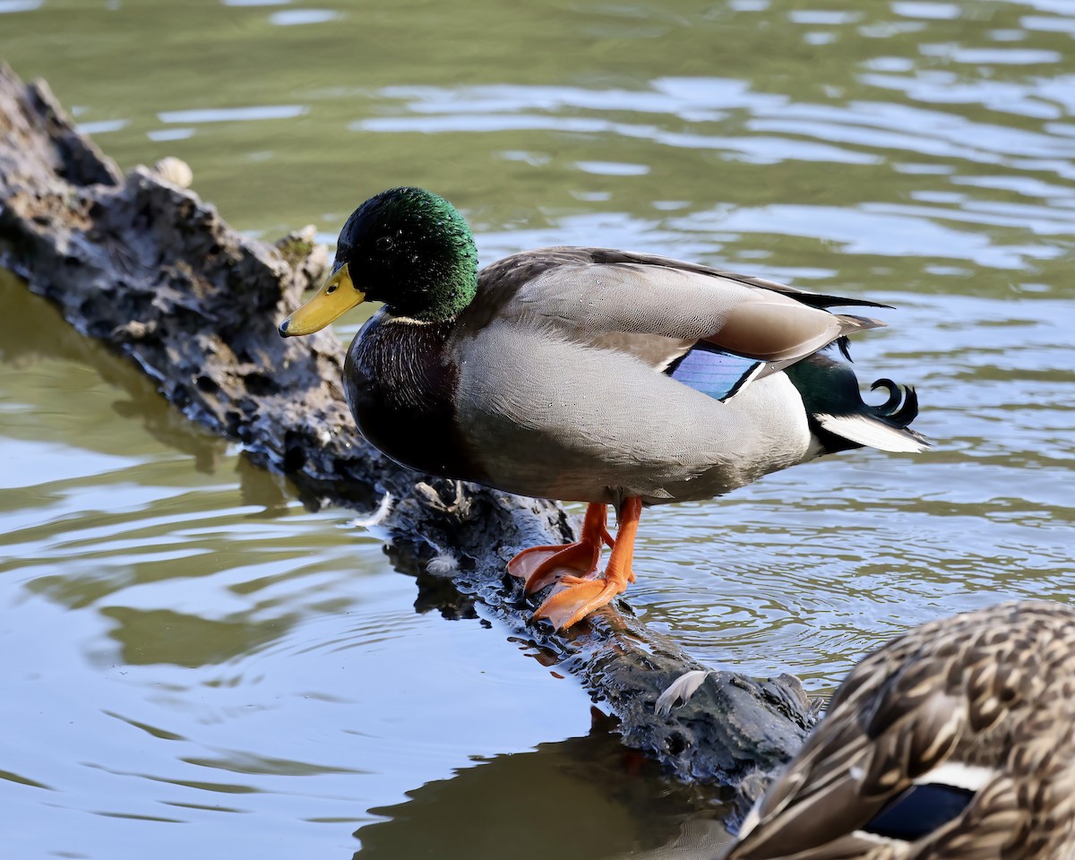 Mallard - ML630466710
