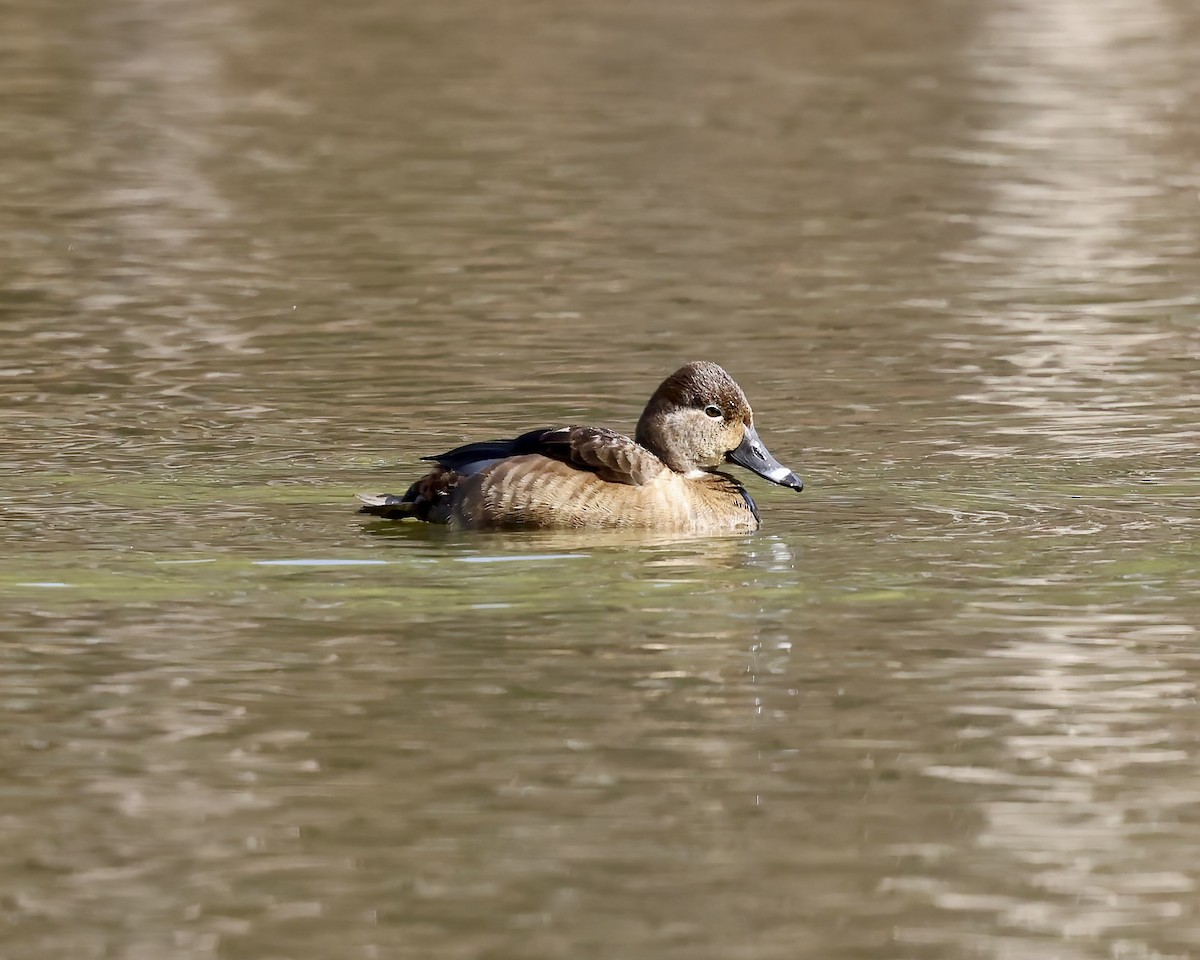 Ring-necked Duck - ML630466720