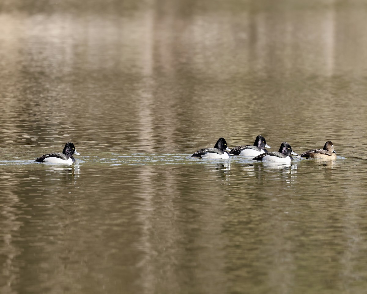 Ring-necked Duck - ML630466721