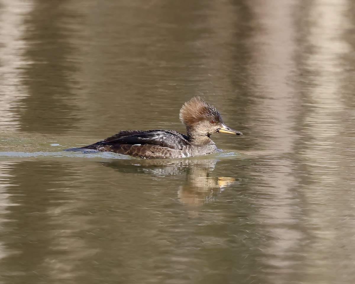Hooded Merganser - ML630466731