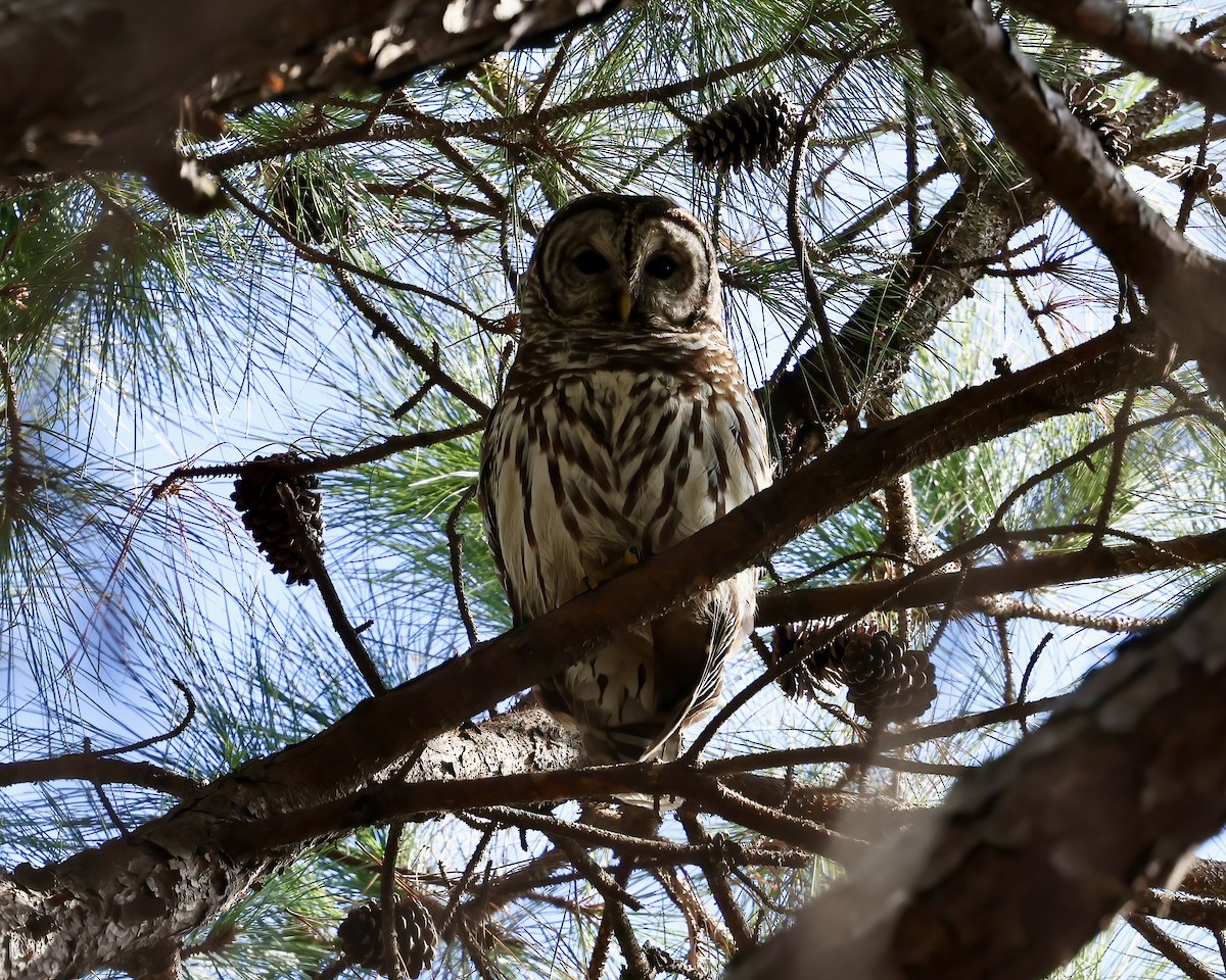 Barred Owl - ML630466741