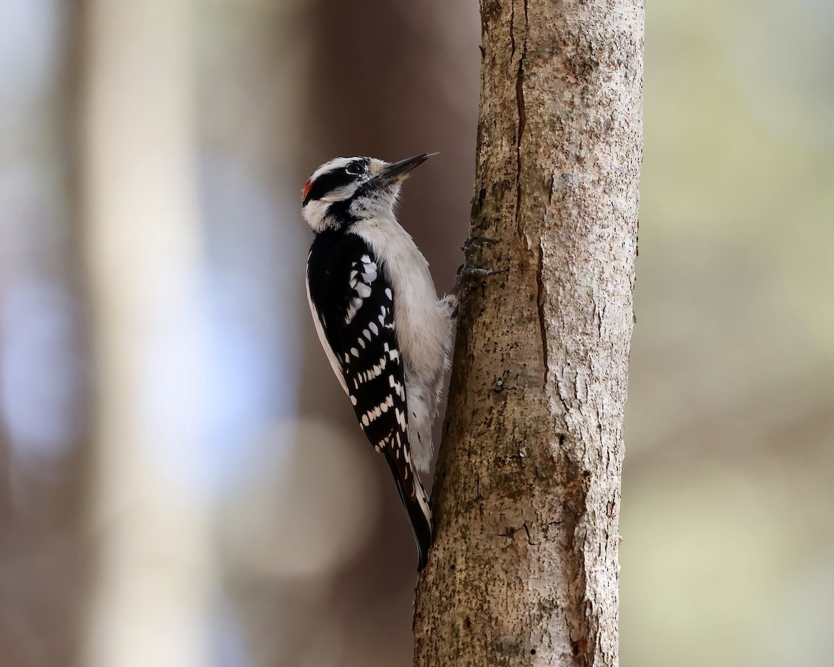 Downy Woodpecker - ML630466745