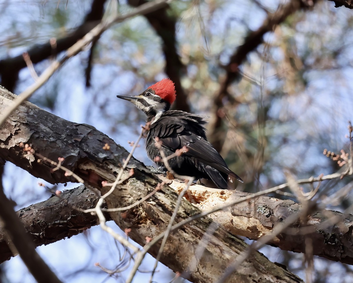 Pileated Woodpecker - ML630466753