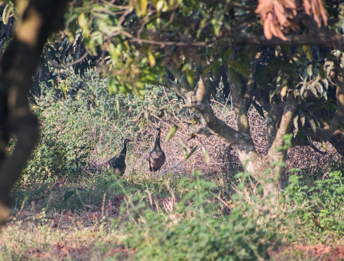 Indian Peafowl - ML630467014