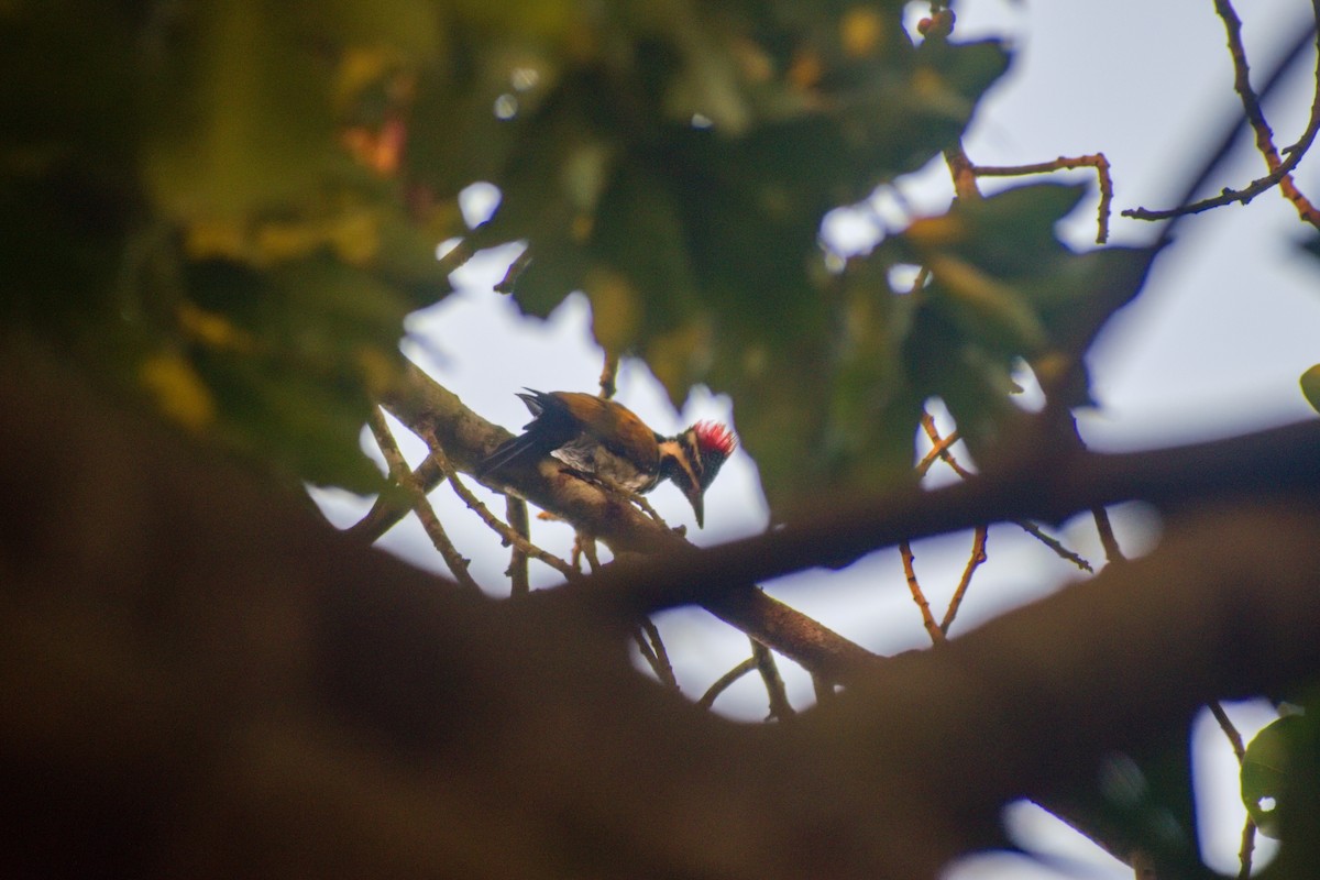 Black-rumped Flameback - ML630467029