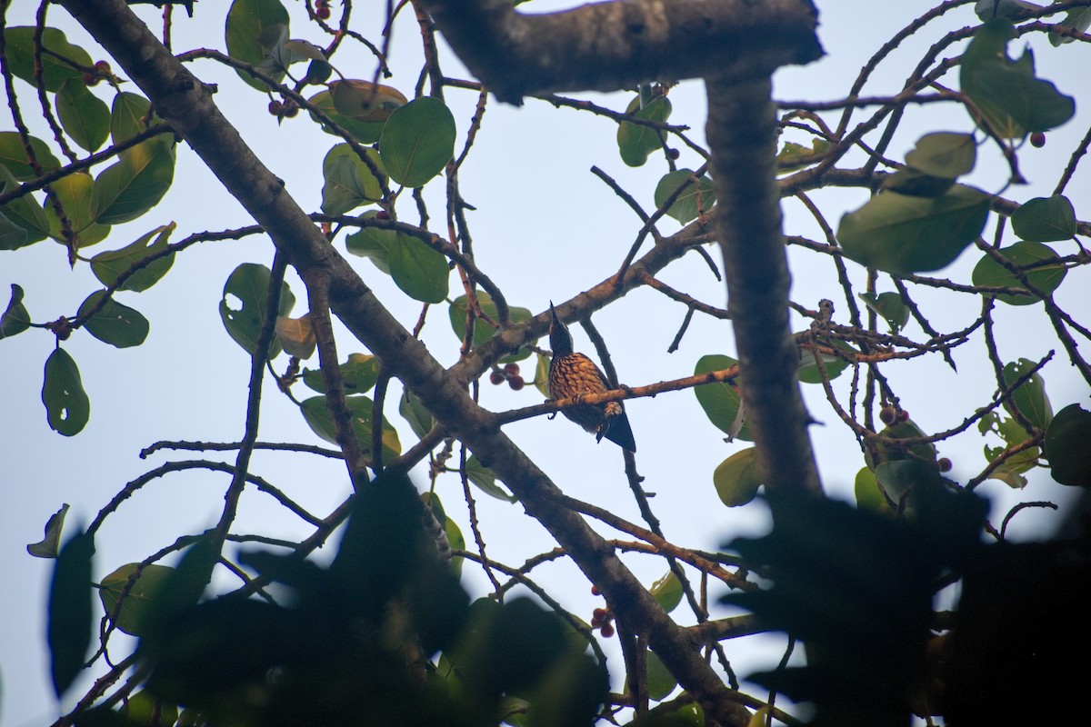 Black-rumped Flameback - ML630467043