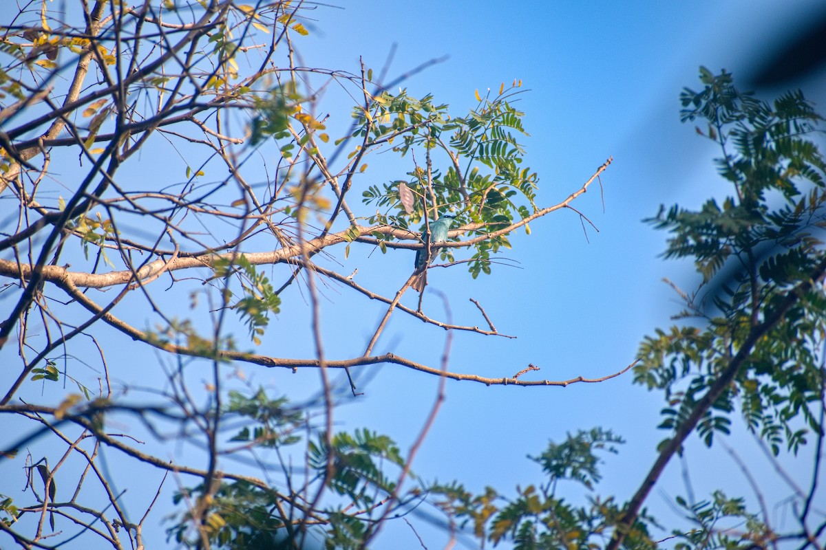 Verditer Flycatcher - ML630467057