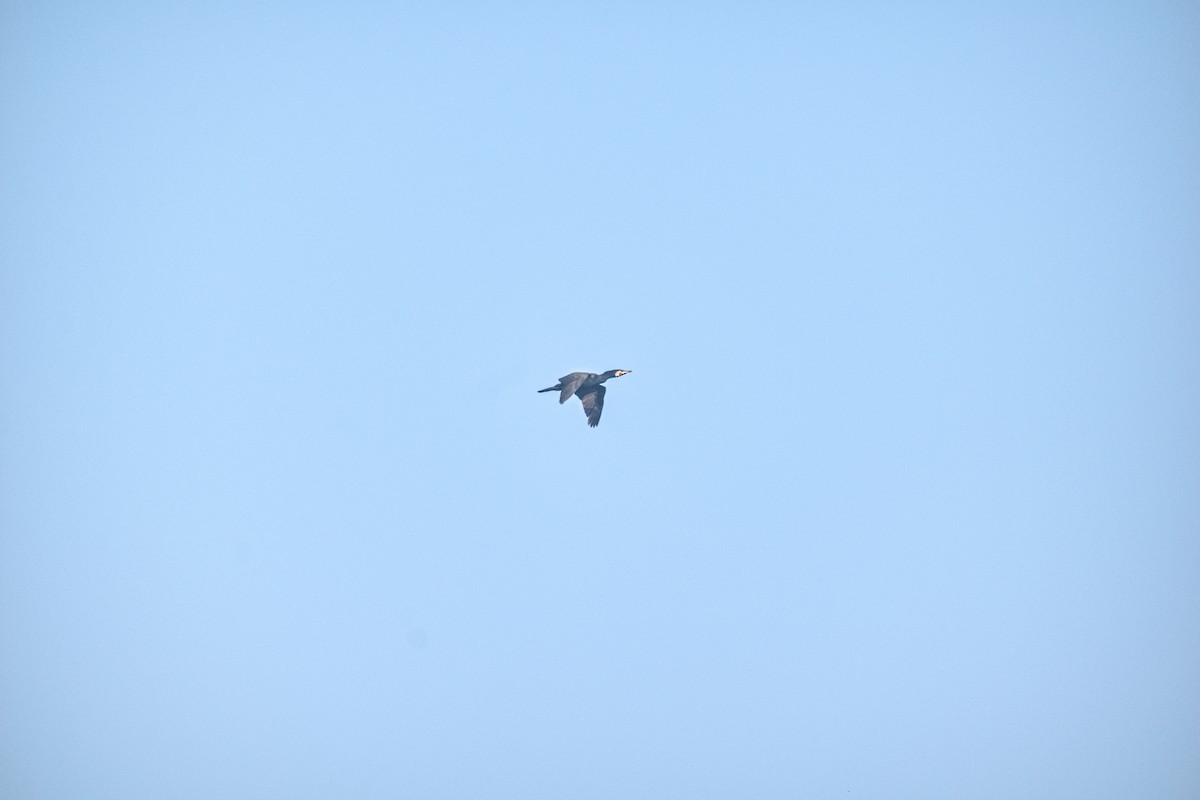 Great Cormorant - ML630467103