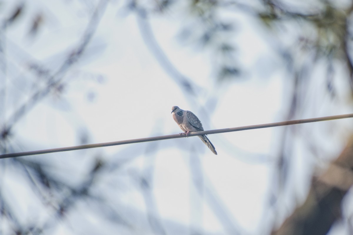 Spotted Dove - ML630467153