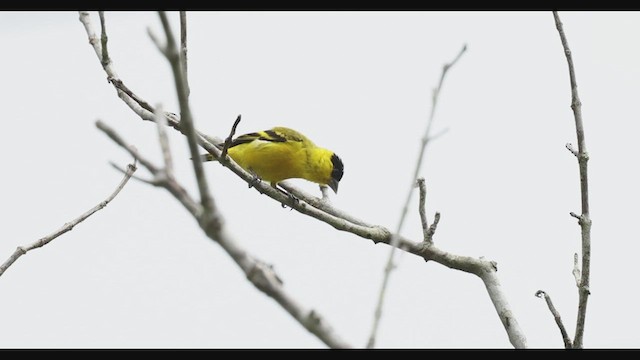 Yellow-faced Siskin - ML630467160
