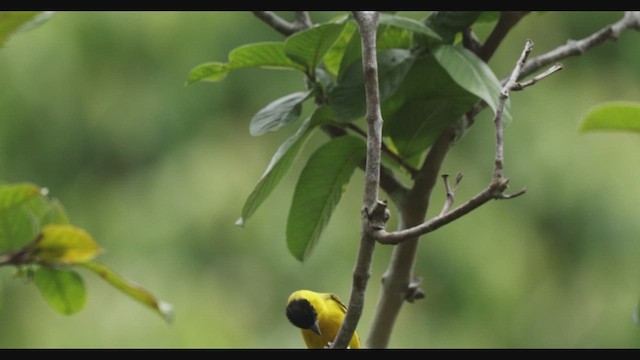Yellow-faced Siskin - ML630467164
