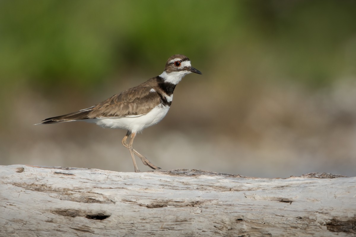 Killdeer - ML630467250