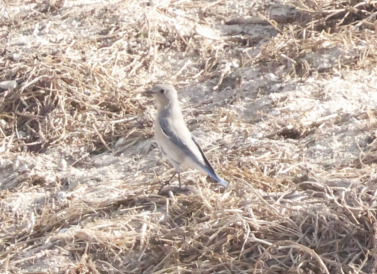 Mountain Bluebird - ML630467300