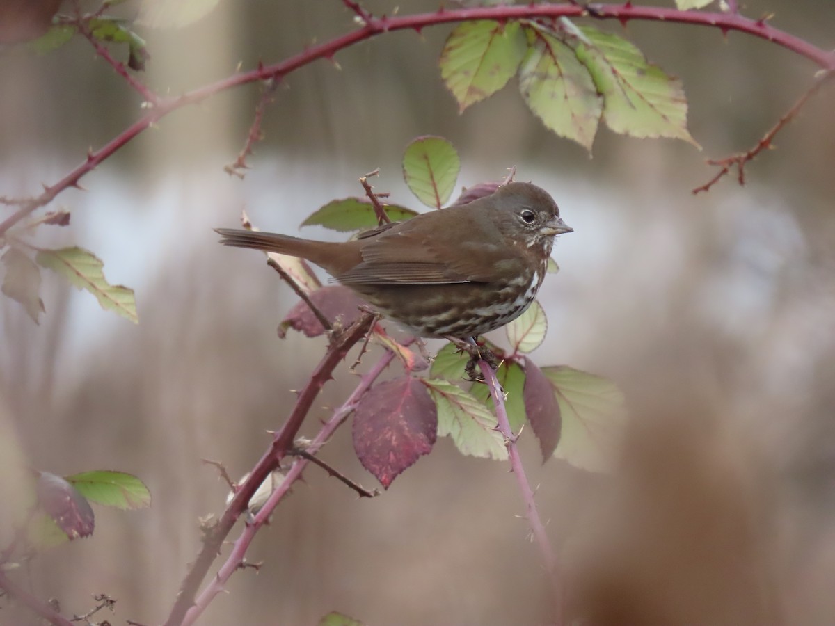 Fox Sparrow - ML630467312