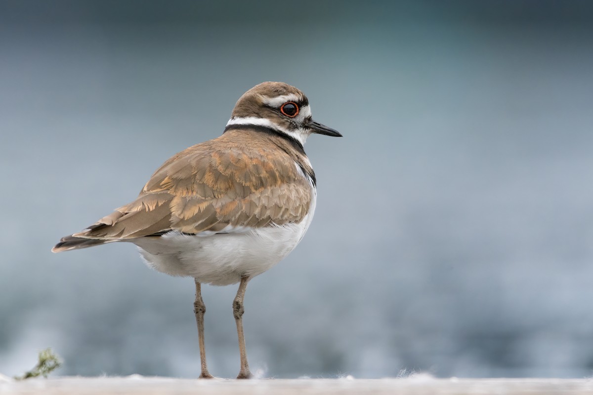 Killdeer - ML630467347