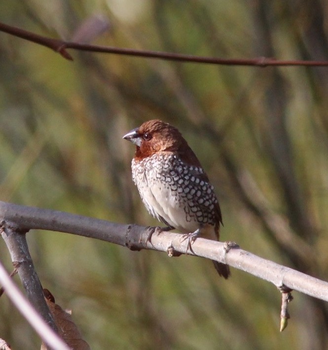 Scaly-breasted Munia - ML630467492