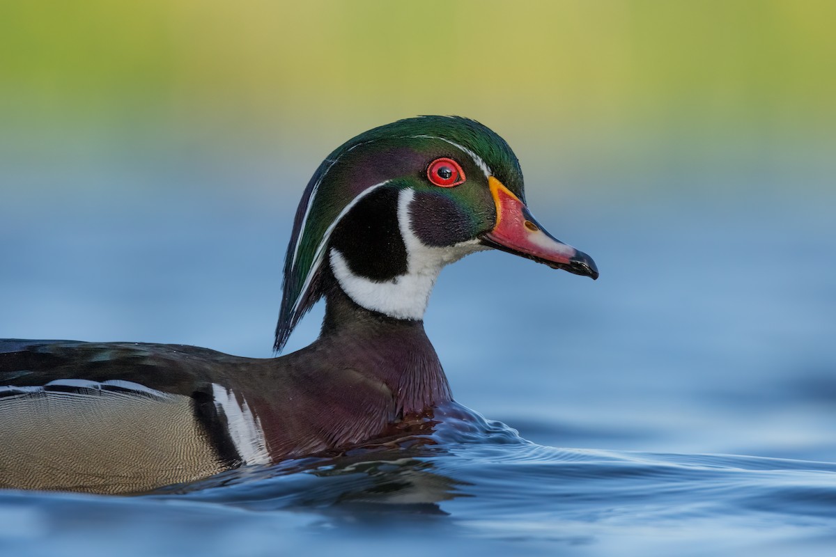 Wood Duck - ML630467532