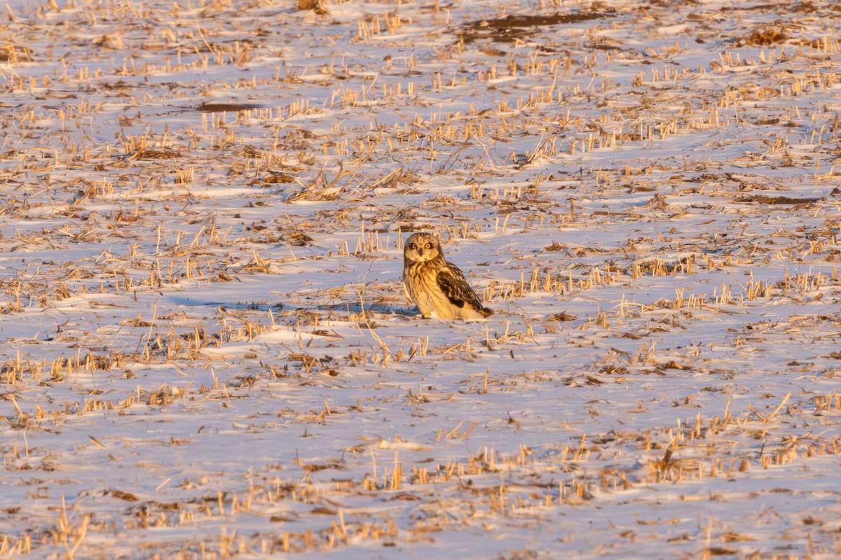 Short-eared Owl - ML630467536