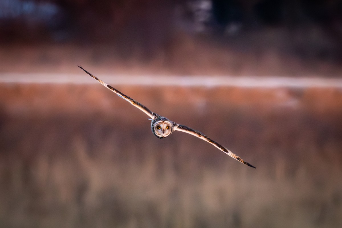 Short-eared Owl - ML630467537