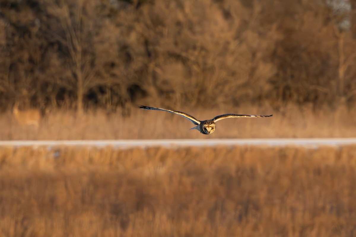 Short-eared Owl - ML630467538