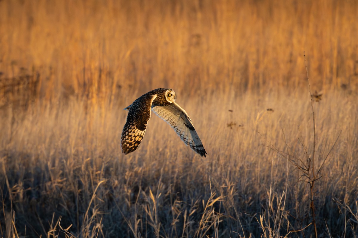 Short-eared Owl - ML630467539