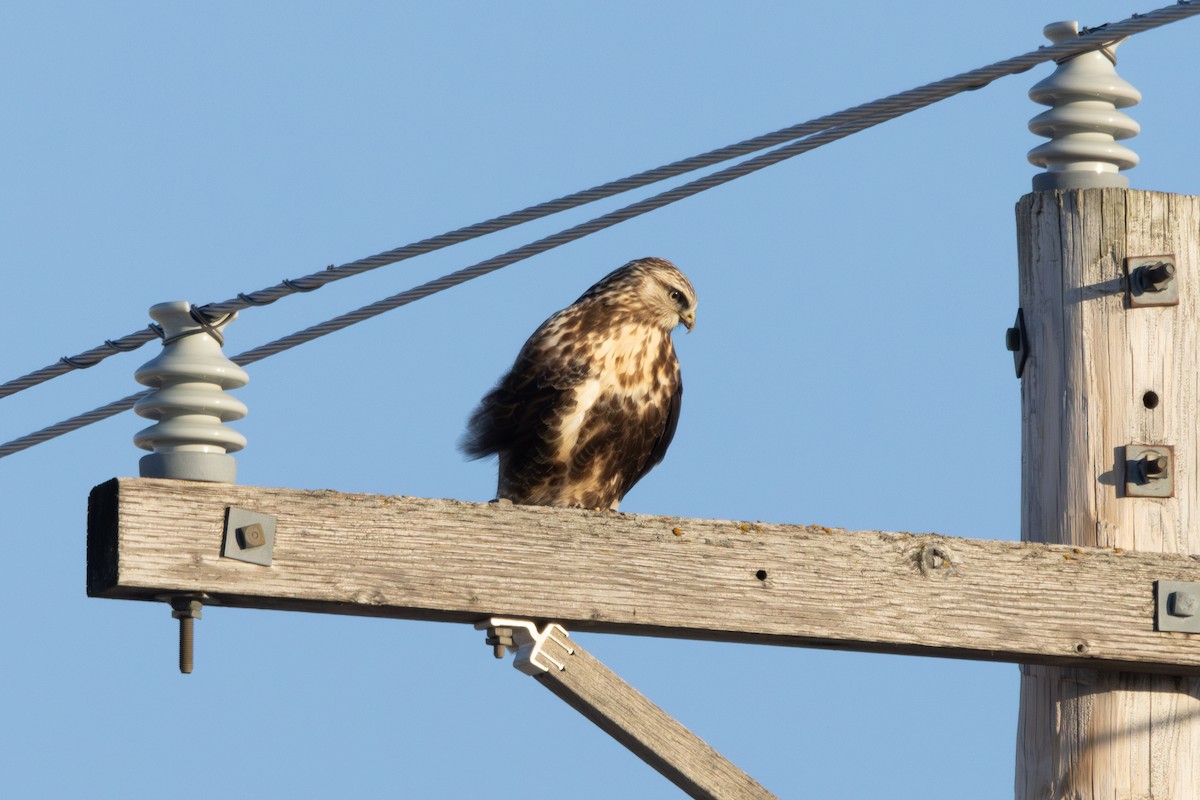 Rough-legged Hawk - ML630467545