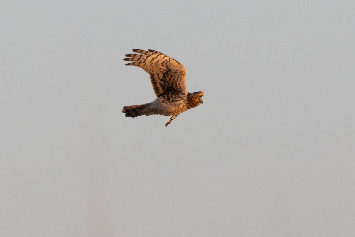 Northern Harrier - ML630467601