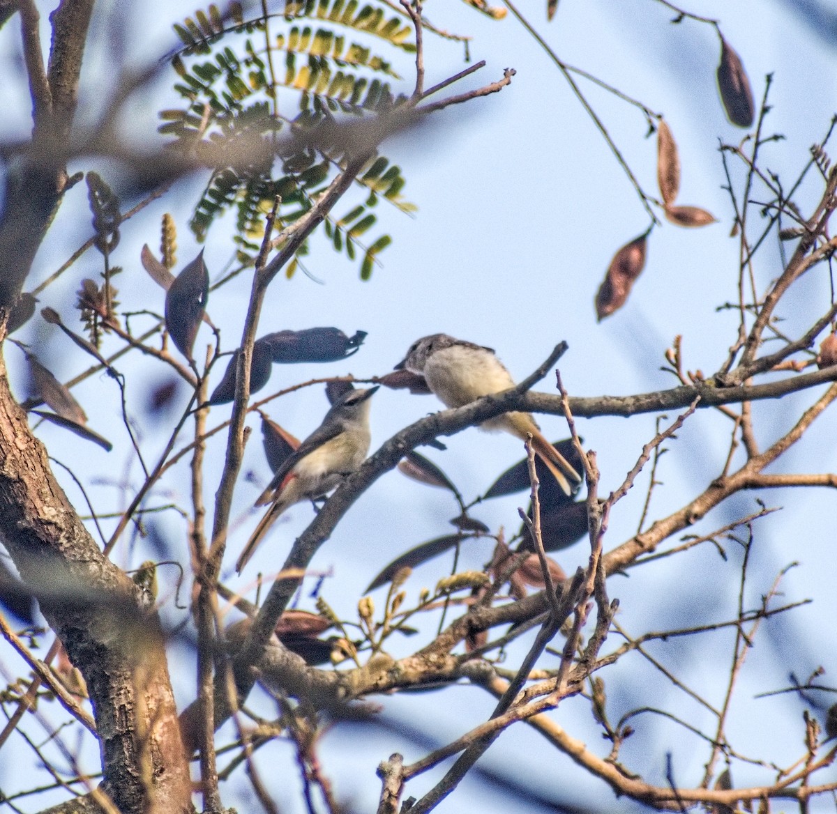 Small Minivet - ML630467751