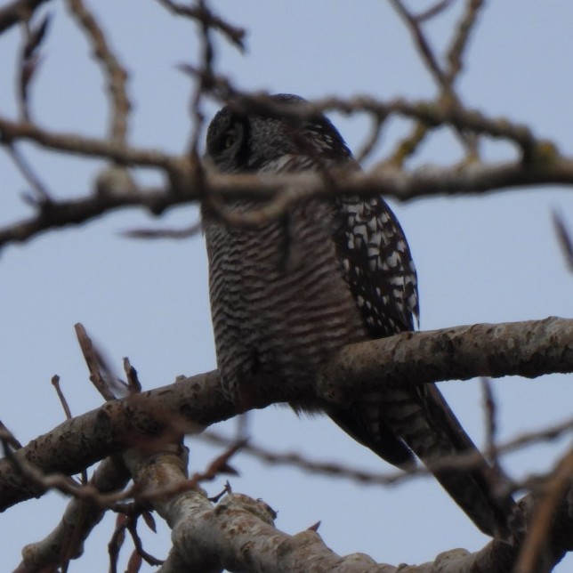 Northern Hawk Owl - ML630467792