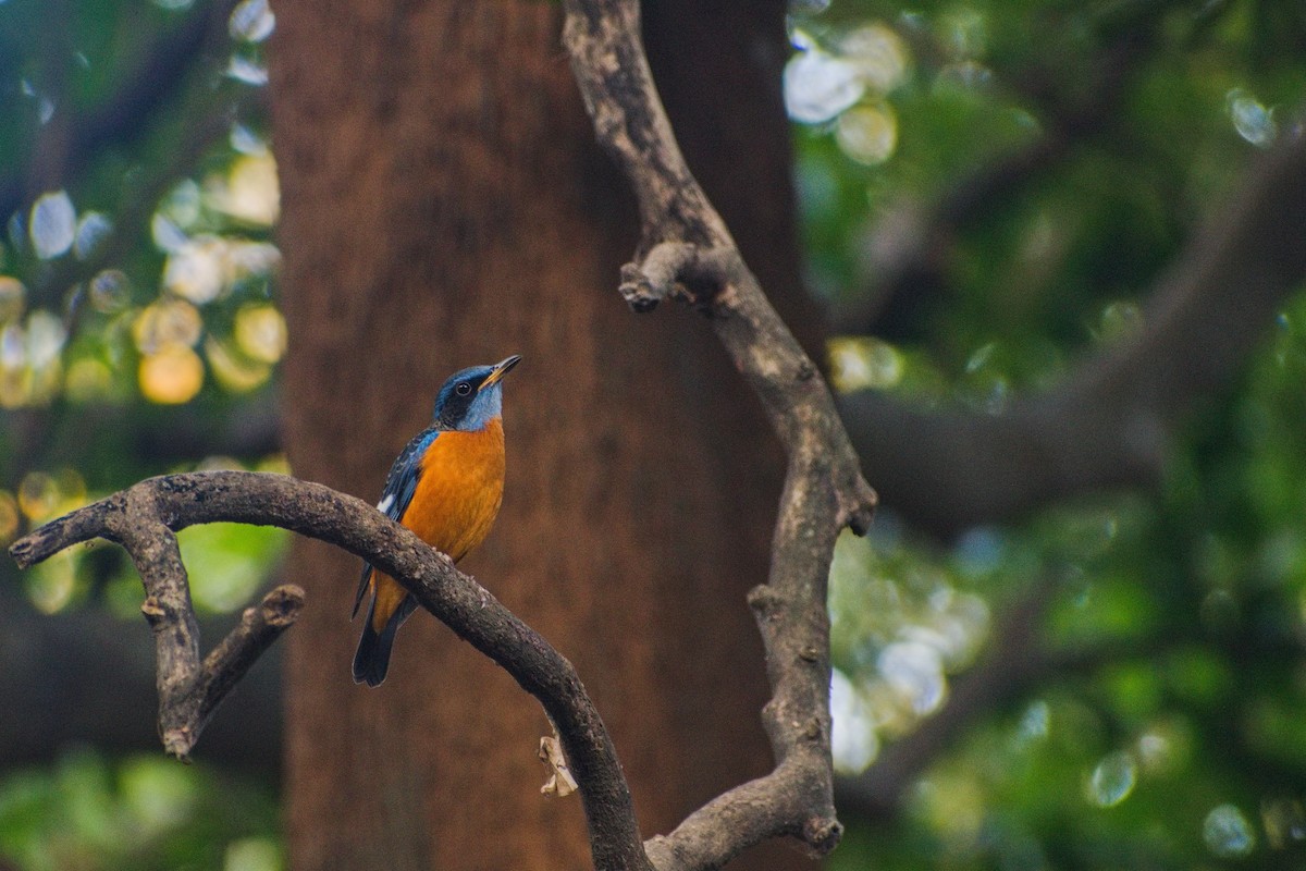 Blue-capped Rock-Thrush - ML630467985
