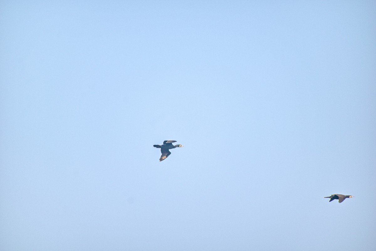 Great Cormorant - ML630468087