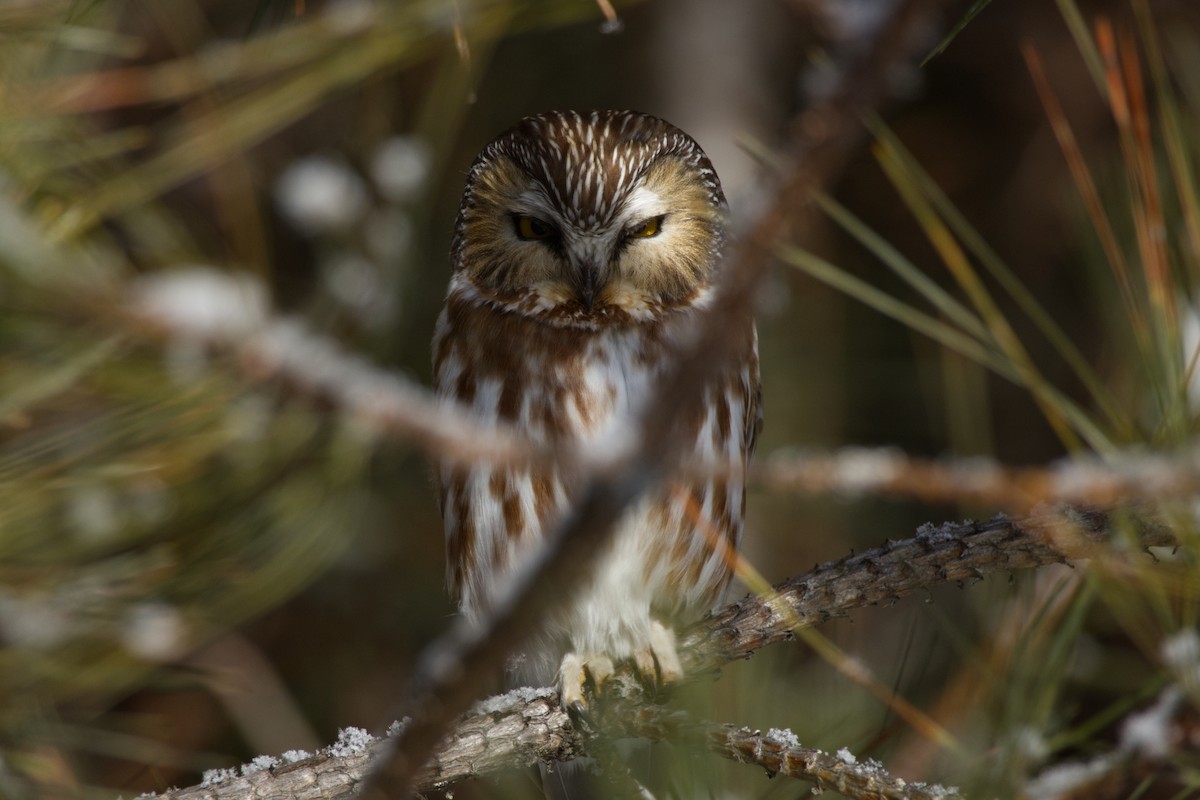 アメリカキンメフクロウ - ML630468258