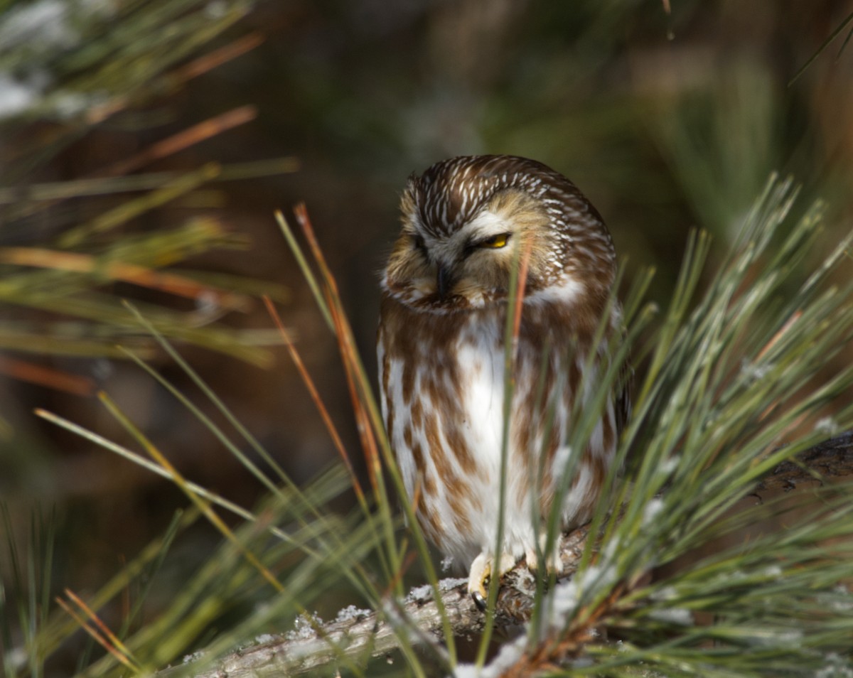 アメリカキンメフクロウ - ML630468259