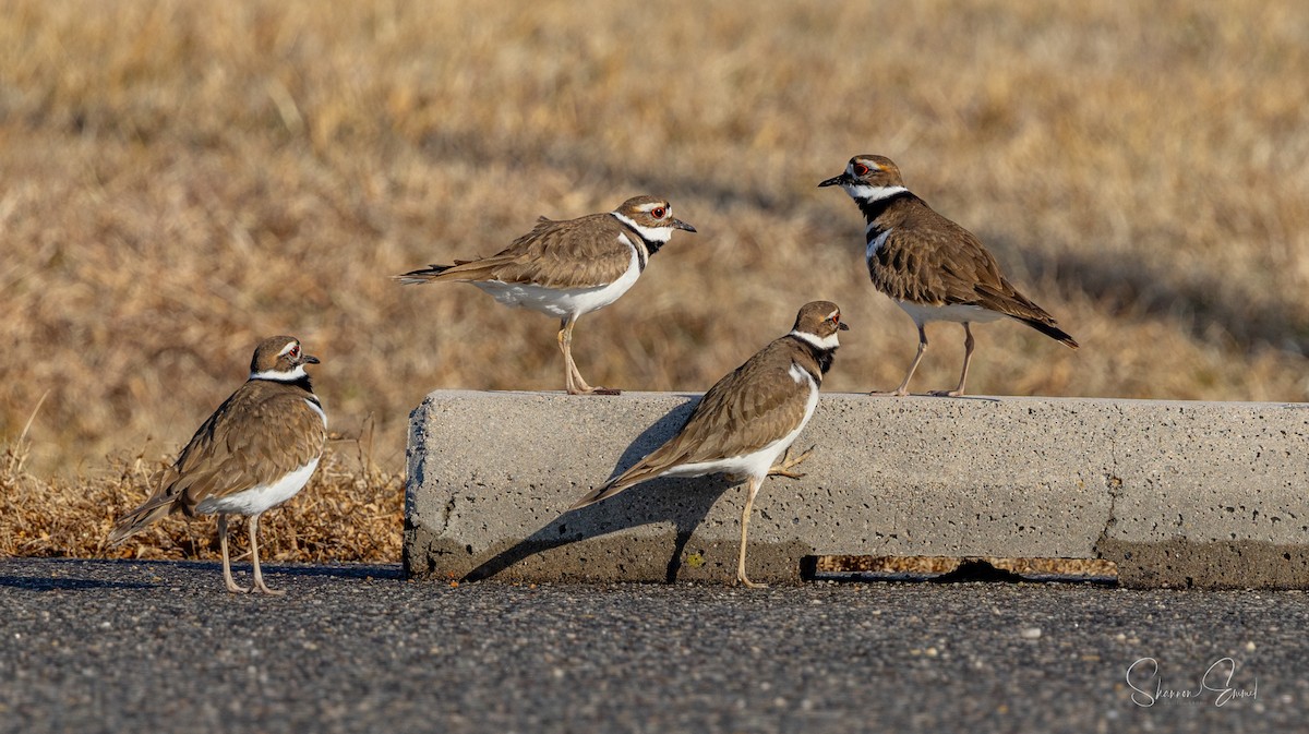 Killdeer - ML630468527