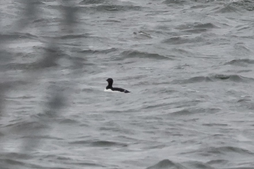 Thick-billed Murre - ML630468672