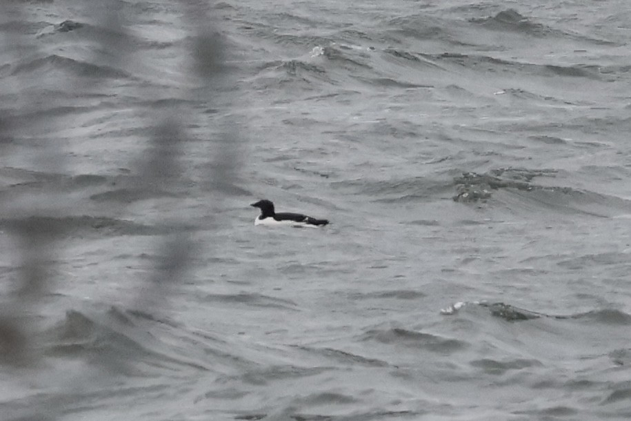 Thick-billed Murre - ML630468673