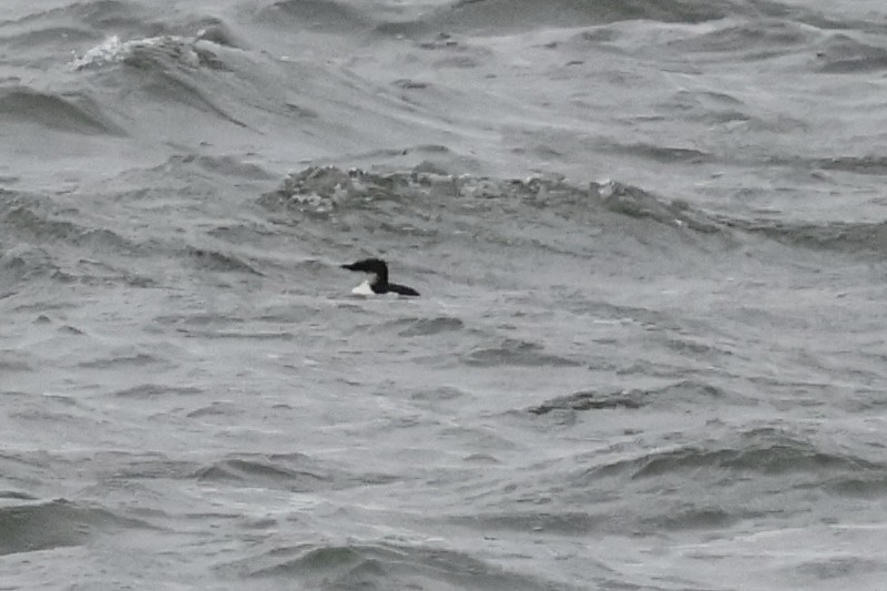 Thick-billed Murre - ML630468674