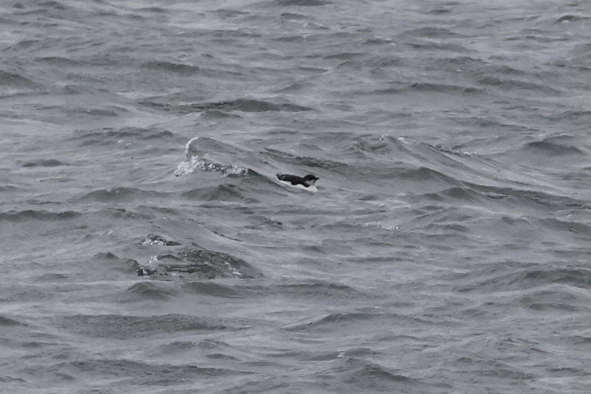 Thick-billed Murre - ML630468675