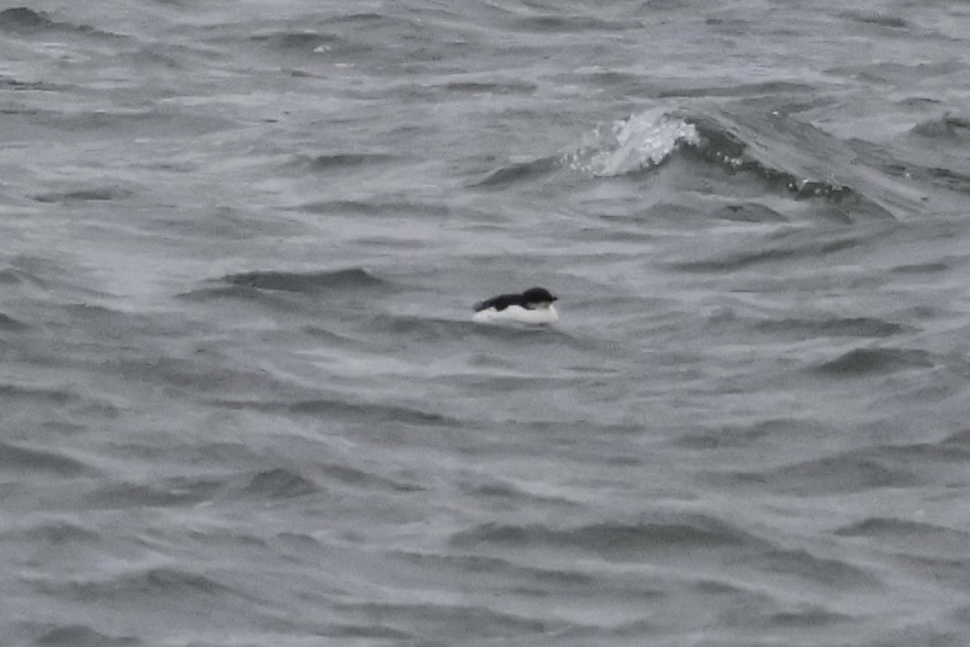 Thick-billed Murre - ML630468676