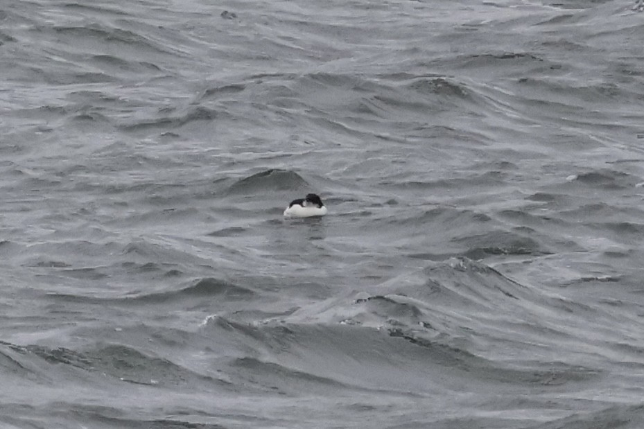 Thick-billed Murre - ML630468677