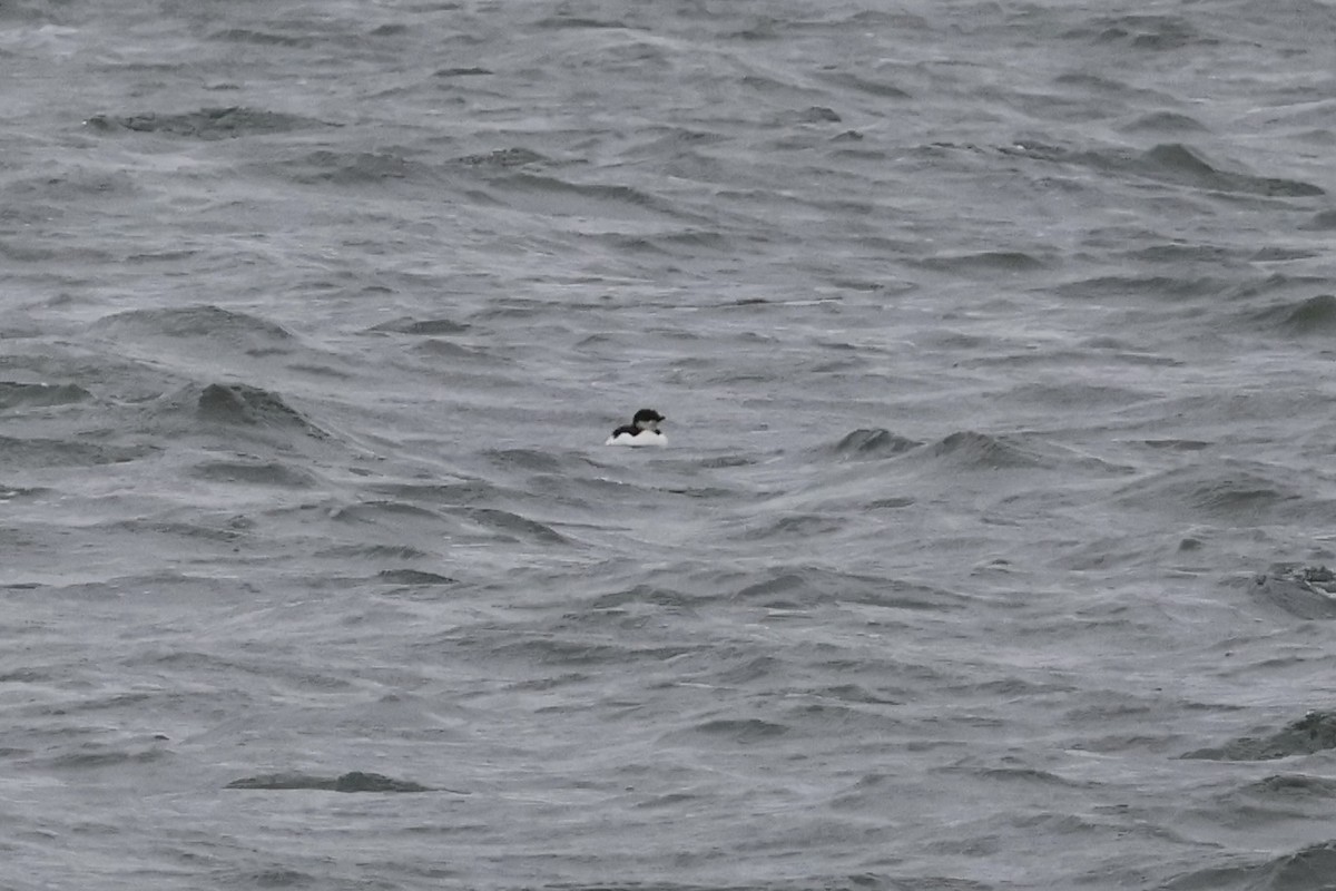Thick-billed Murre - ML630468678