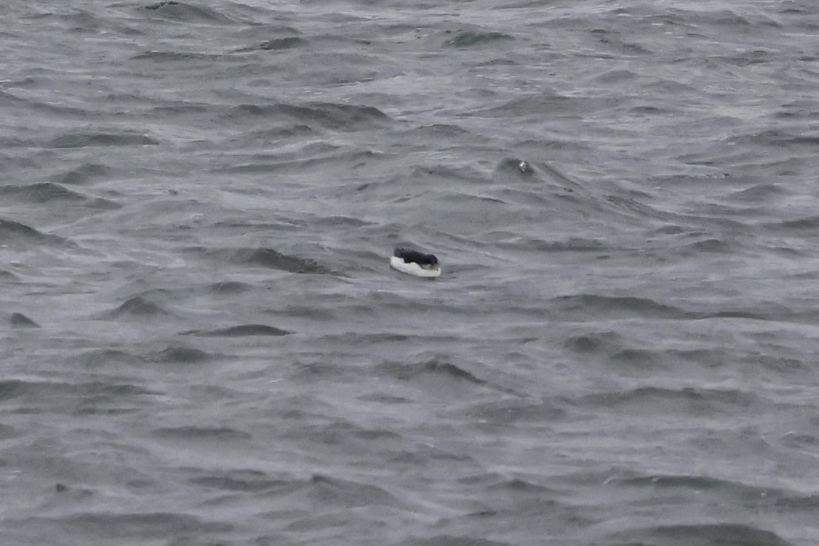 Thick-billed Murre - ML630468679