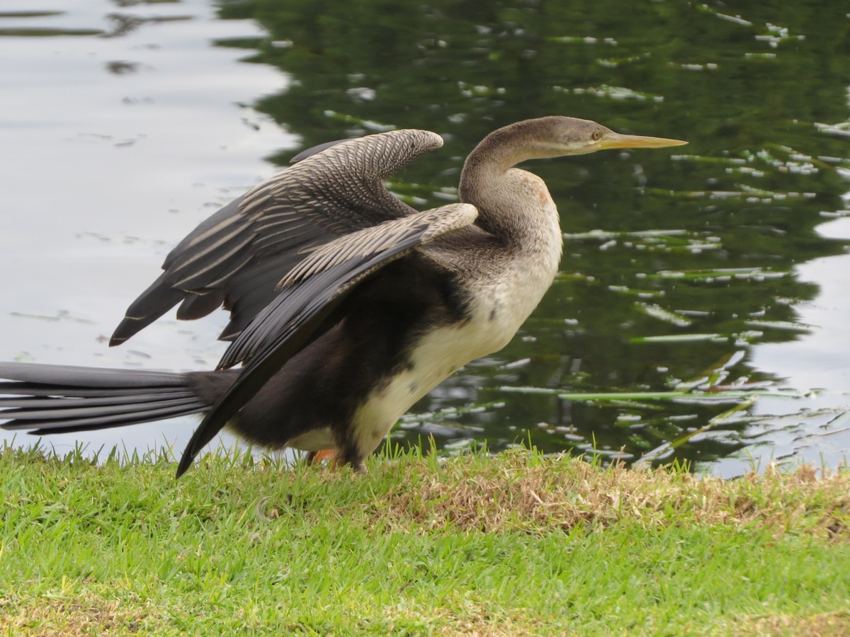 Anhinga Australiana - ML63046871