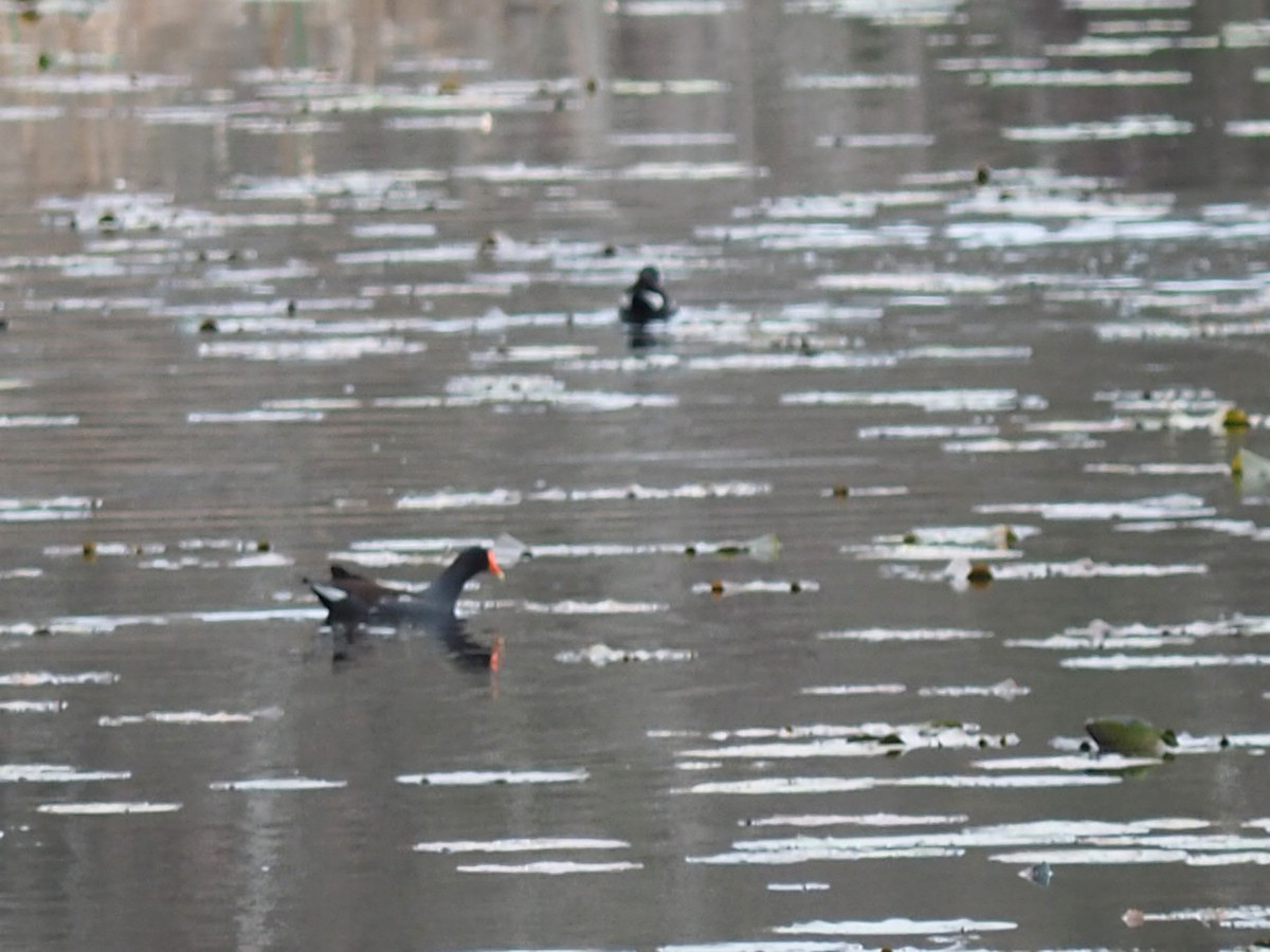 Common Gallinule - ML630469013
