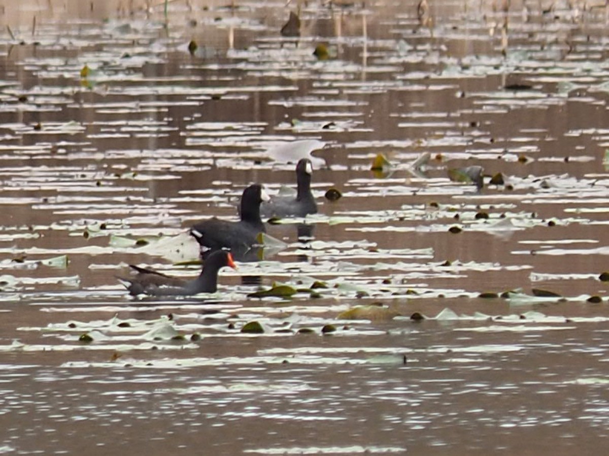 Common Gallinule - ML630469014